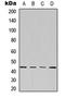 MSL-1 antibody, LS-C358827, Lifespan Biosciences, Western Blot image 