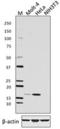 Myeloid Derived Growth Factor antibody, 695802, BioLegend, Western Blot image 
