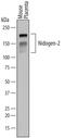 Nidogen 2 antibody, MAB6760, R&D Systems, Western Blot image 