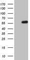 Hnf-4 antibody, CF806584, Origene, Western Blot image 