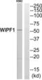WAS/WASL-interacting protein family member 1 antibody, abx015004, Abbexa, Western Blot image 