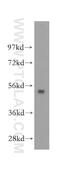 F-Box Protein 9 antibody, 11161-1-AP, Proteintech Group, Western Blot image 