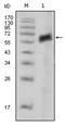 AXL Receptor Tyrosine Kinase antibody, AM06326SU-N, Origene, Western Blot image 