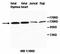 AF4/FMR2 Family Member 3 antibody, orb77513, Biorbyt, Western Blot image 