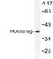 PKR2 antibody, LS-C176731, Lifespan Biosciences, Western Blot image 