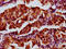 Adipocyte enhancer-binding protein 1 antibody, LS-C680142, Lifespan Biosciences, Immunohistochemistry paraffin image 