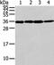 Chromobox protein homolog 7 antibody, CSB-PA166159, Cusabio, Western Blot image 