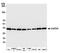Dual specificity mitogen-activated protein kinase kinase 2 antibody, A700-103, Bethyl Labs, Western Blot image 