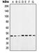 POU Class 5 Homeobox 1 antibody, orb214422, Biorbyt, Western Blot image 