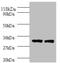 Major Histocompatibility Complex, Class II, DP Alpha 1 antibody, LS-B13003, Lifespan Biosciences, Western Blot image 