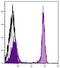 CD45R antibody, 98-797, ProSci, Western Blot image 