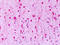 G Protein-Coupled Receptor 1 antibody, TA340744, Origene, Immunohistochemistry frozen image 