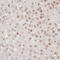 H2A Histone Family Member X antibody, LS-C746881, Lifespan Biosciences, Immunohistochemistry paraffin image 