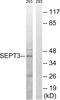 Septin 3 antibody, abx014661, Abbexa, Western Blot image 