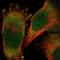 Ring Finger Protein 25 antibody, HPA036420, Atlas Antibodies, Immunocytochemistry image 