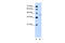 Dihydroorotate Dehydrogenase (Quinone) antibody, 29-675, ProSci, Western Blot image 