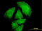 Pepsin A antibody, LS-C197886, Lifespan Biosciences, Immunofluorescence image 