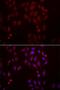 CysRS antibody, orb247483, Biorbyt, Immunofluorescence image 