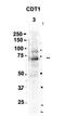 Chromatin Licensing And DNA Replication Factor 1 antibody, orb325266, Biorbyt, Western Blot image 