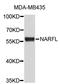 Cytosolic Iron-Sulfur Assembly Component 3 antibody, STJ26448, St John