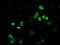 FLYWCH Family Member 2 antibody, MA5-25523, Invitrogen Antibodies, Immunocytochemistry image 