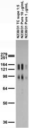 DLG Associated Protein 1 antibody, 75-236, Antibodies Incorporated, Western Blot image 