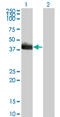HLF Transcription Factor, PAR BZIP Family Member antibody, LS-C197418, Lifespan Biosciences, Western Blot image 
