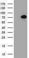 Pap7 antibody, TA504821, Origene, Western Blot image 