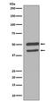 Mitogen-Activated Protein Kinase 8 antibody, M02608-1, Boster Biological Technology, Western Blot image 