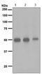 Neuronal Differentiation 2 antibody, ab109406, Abcam, Western Blot image 