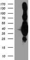 Heme Oxygenase 2 antibody, CF503823, Origene, Western Blot image 