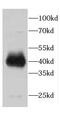 Cell division cycle-associated protein 7 antibody, FNab01543, FineTest, Western Blot image 