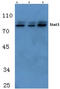 STAT3 antibody, AP06327PU-N, Origene, Western Blot image 