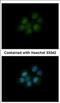 Dihydrofolate Reductase antibody, NBP2-16163, Novus Biologicals, Immunofluorescence image 