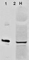 AHSA1 antibody, orb67386, Biorbyt, Western Blot image 