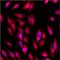 GAPDH antibody, MA5-15738-A647, Invitrogen Antibodies, Immunofluorescence image 