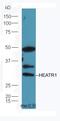 HEAT Repeat Containing 1 antibody, orb157469, Biorbyt, Western Blot image 
