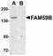 Protein FAM59B antibody, LS-B4621, Lifespan Biosciences, Western Blot image 