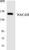 NAC Alpha Domain Containing antibody, LS-C200249, Lifespan Biosciences, Western Blot image 