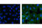 EGFR antibody, 3777P, Cell Signaling Technology, Immunofluorescence image 