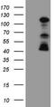 F-box/WD repeat-containing protein 7 antibody, CF802858, Origene, Western Blot image 
