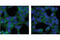 Ubiquitin-like protein ATG12 antibody, 2010T, Cell Signaling Technology, Immunocytochemistry image 