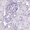 Corneodesmosin antibody, PA5-60804, Invitrogen Antibodies, Immunohistochemistry paraffin image 