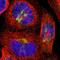 Cadherin 9 antibody, NBP1-86498, Novus Biologicals, Immunofluorescence image 