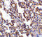 Interleukin 21 Receptor antibody, 2469, ProSci Inc, Immunohistochemistry paraffin image 