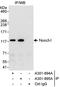 NICD antibody, A301-894A, Bethyl Labs, Immunoprecipitation image 