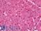 Solute Carrier Family 16 Member 14 antibody, LS-C120097, Lifespan Biosciences, Immunohistochemistry paraffin image 