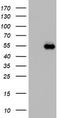 NGFI-A Binding Protein 1 antibody, LS-C789709, Lifespan Biosciences, Western Blot image 