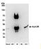 Major Histocompatibility Complex, Class II, DR Alpha antibody, A500-022A, Bethyl Labs, Western Blot image 