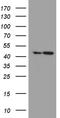 Mitochondrial Fission Regulator 2 antibody, TA811420S, Origene, Western Blot image 